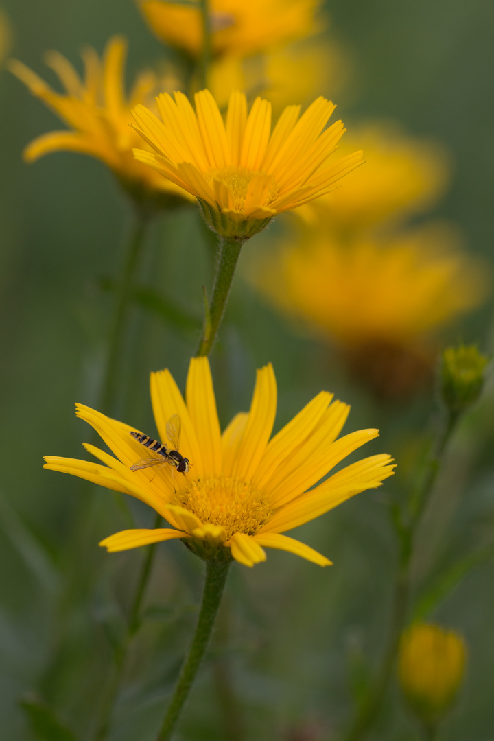 Schwebfliege auf Goldmargerite