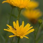 Schwebfliege auf Goldmargerite