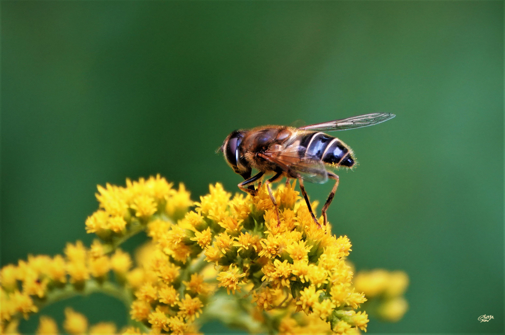 Schwebfliege auf Goldrute