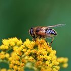 Schwebfliege auf Goldrute