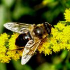 Schwebfliege auf Goldrute