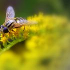 Schwebfliege auf Goldrute