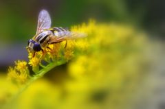 Schwebfliege auf Goldrute