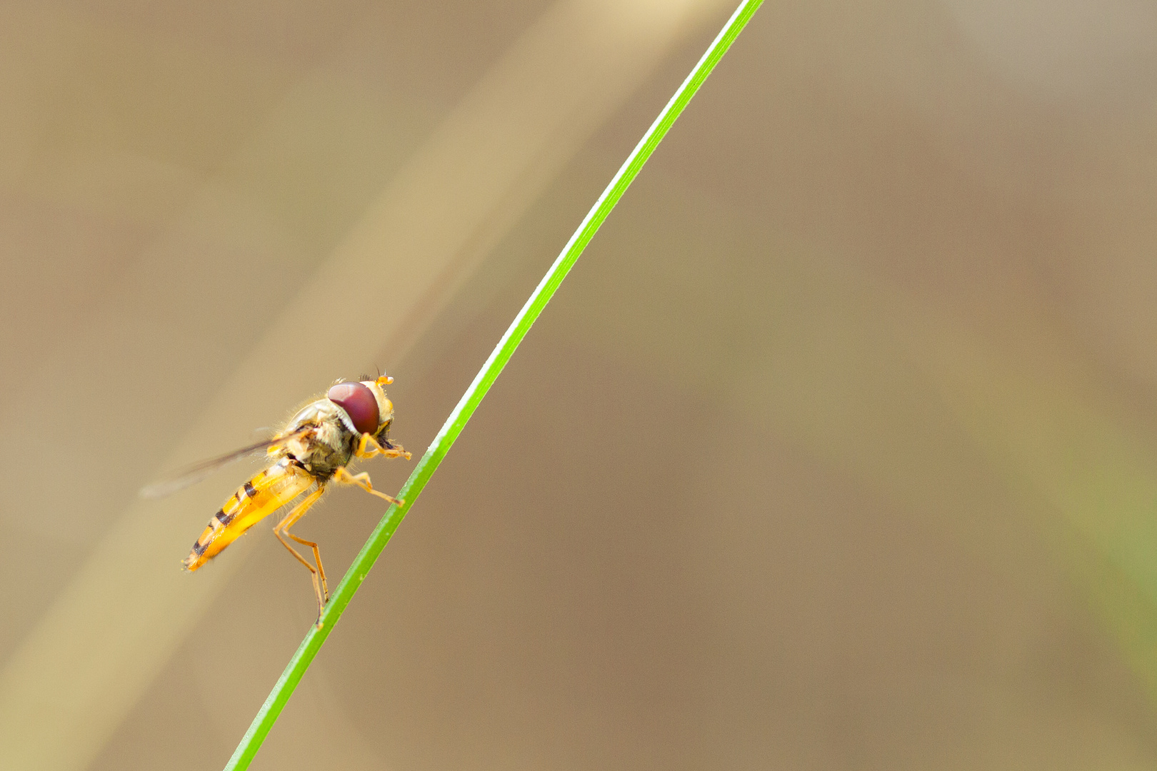 Schwebfliege auf Gras 2