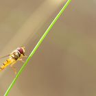 Schwebfliege auf Gras 2