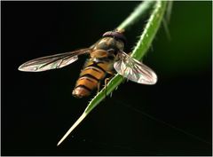 Schwebfliege auf Grashalm