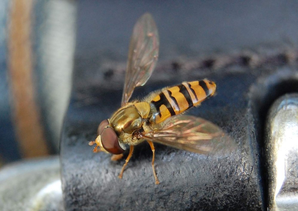 Schwebfliege auf Gürtelschnalle