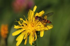 Schwebfliege auf Habichtskraut