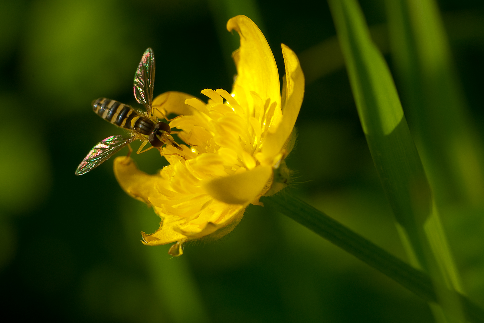 Schwebfliege auf Hahnenfuß