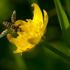 Schwebfliege auf Hahnenfuß