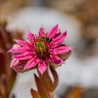 Schwebfliege auf Hauswurzblüte