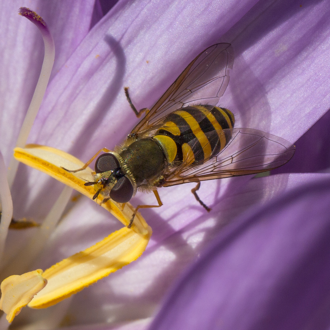 Schwebfliege auf Herbst Zeitloser