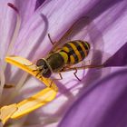 Schwebfliege auf Herbst Zeitloser