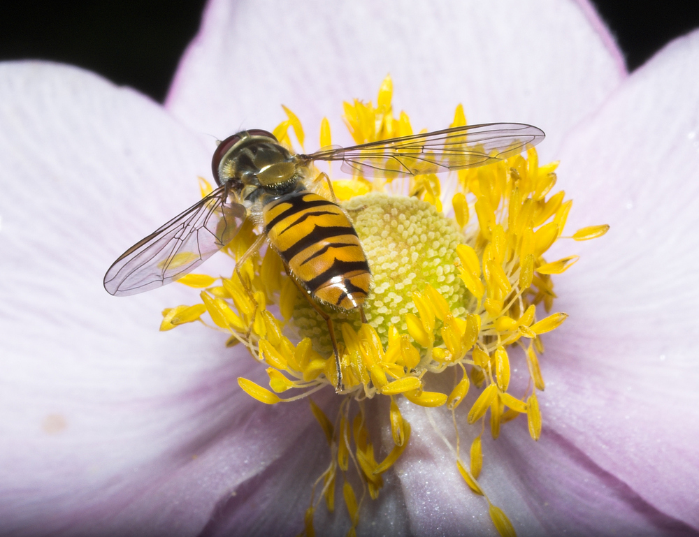 Schwebfliege auf Herbstanemone