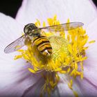 Schwebfliege auf Herbstanemone