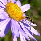 Schwebfliege auf Herbstaster ,