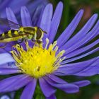 Schwebfliege auf Herbstaster