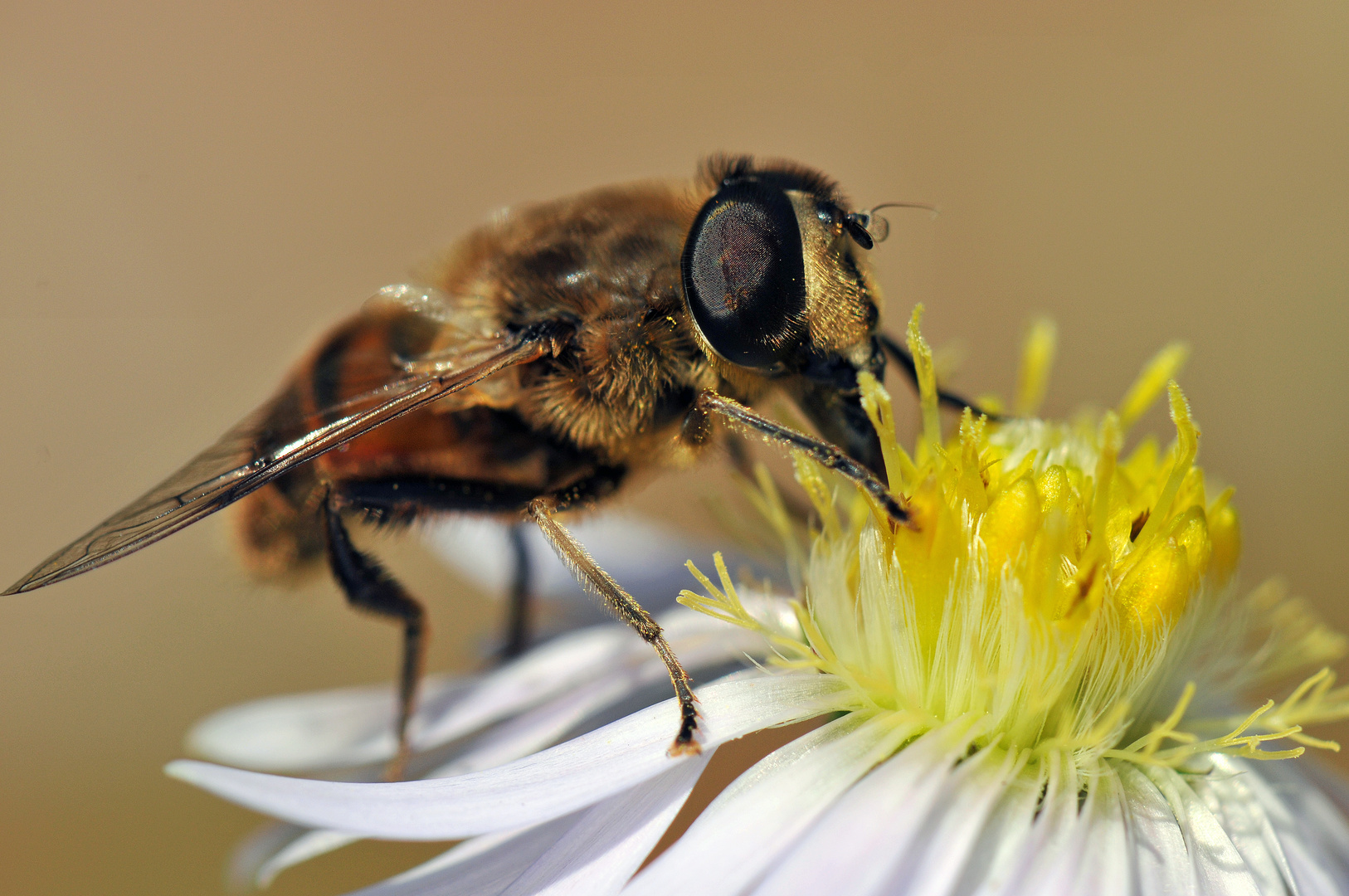 Schwebfliege auf Herbstaster