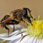 Schwebfliege auf Herbstaster