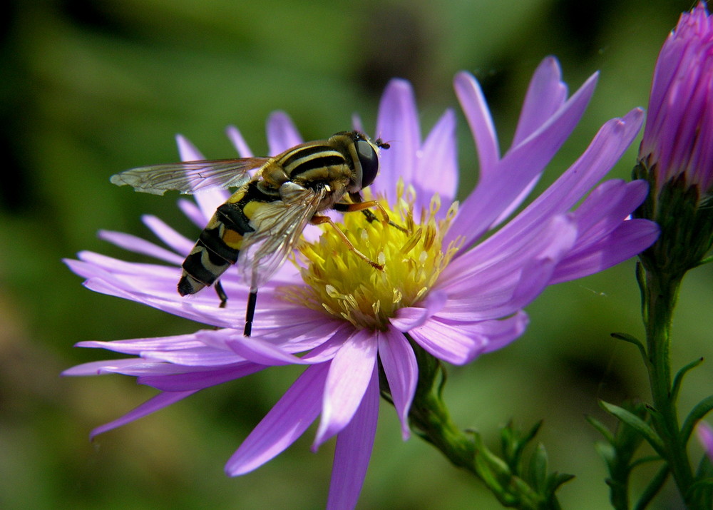 schwebfliege auf herbstaster