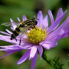 schwebfliege auf herbstaster