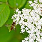 "Schwebfliege auf Holunderdolde"