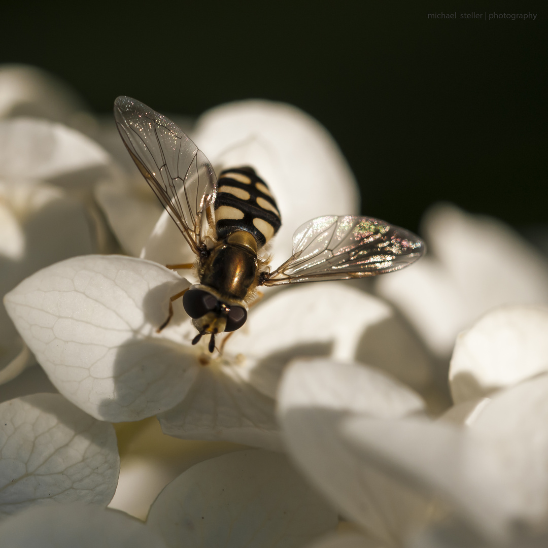 Schwebfliege auf Hortensie ... aus dem letzten Jahr