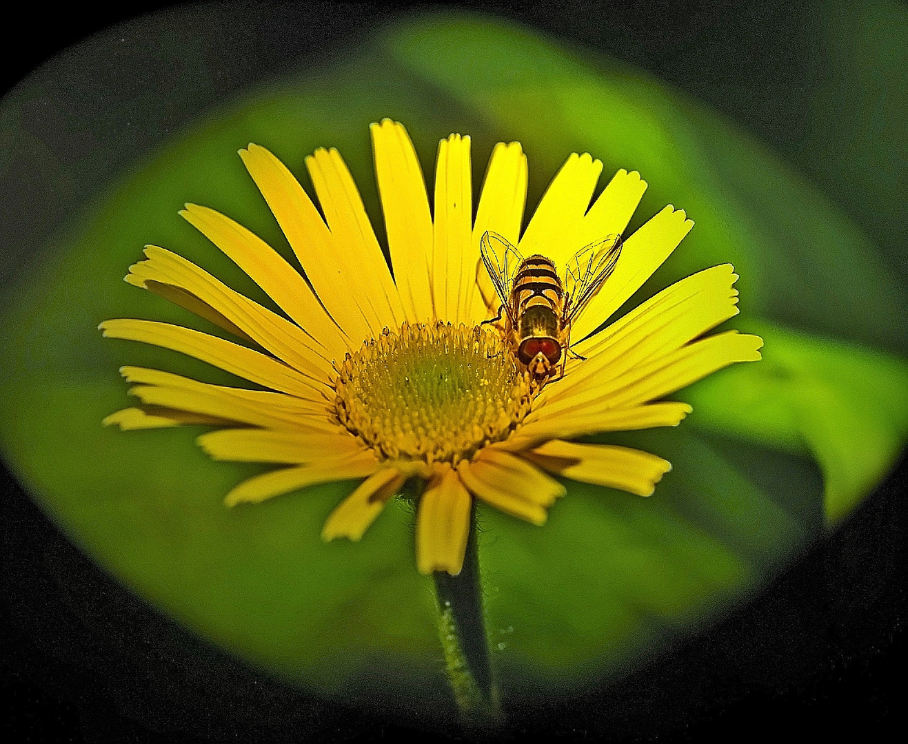 Schwebfliege auf Hundskamille