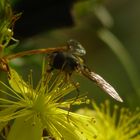 Schwebfliege auf Hypericum