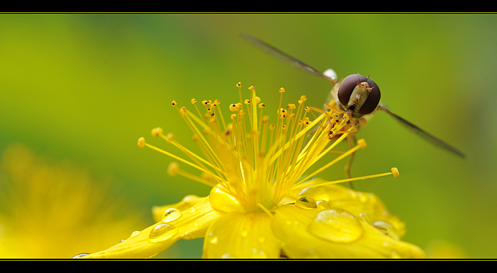 Schwebfliege auf Johanniskraut