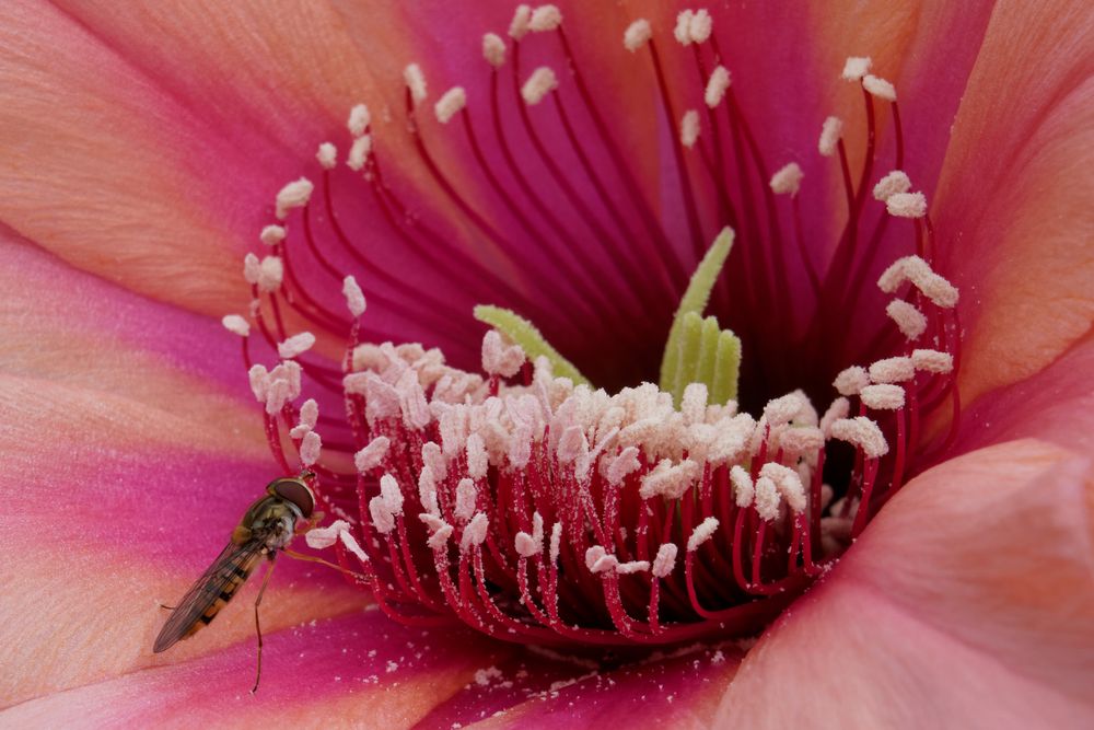 Schwebfliege auf Kakteenblüte