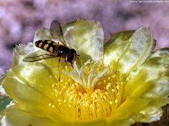 Schwebfliege auf Kaktusblüte