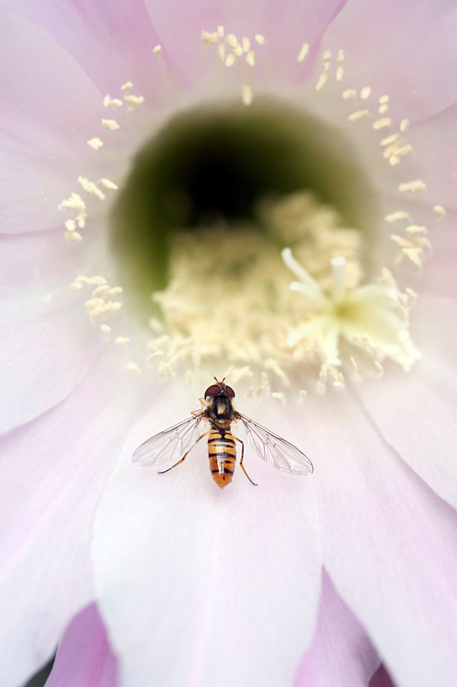 Schwebfliege auf Kaktusblüte