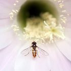 Schwebfliege auf Kaktusblüte