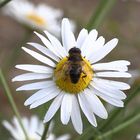 Schwebfliege auf Kamillenblüte