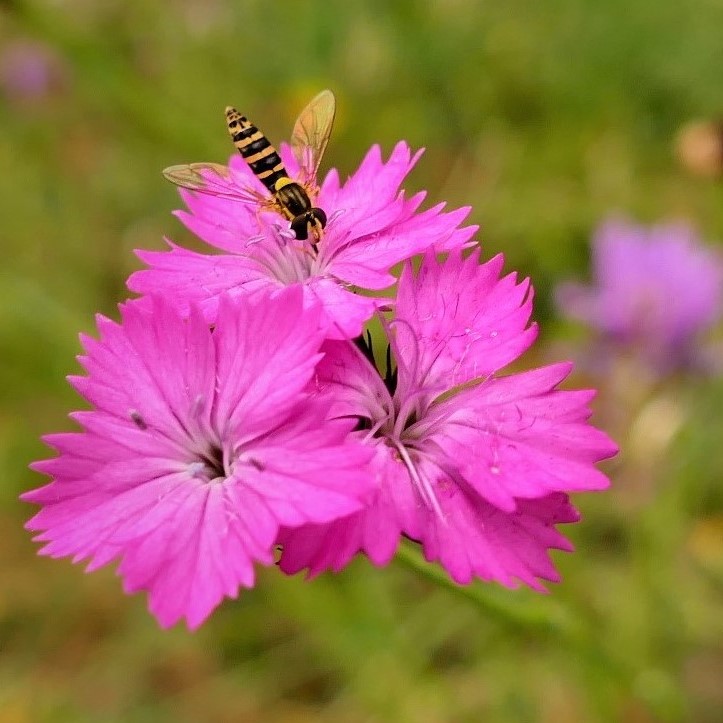 Schwebfliege auf Kartäusernelke