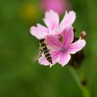 Schwebfliege auf Karthäuser Nelke