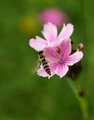 Schwebfliege auf Karthäuser Nelke