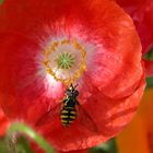 Schwebfliege auf Klatschmohn- Hybrid