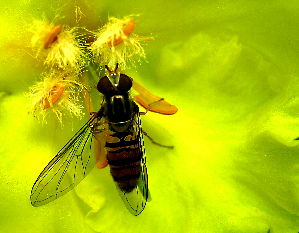 Schwebfliege auf Königskerze