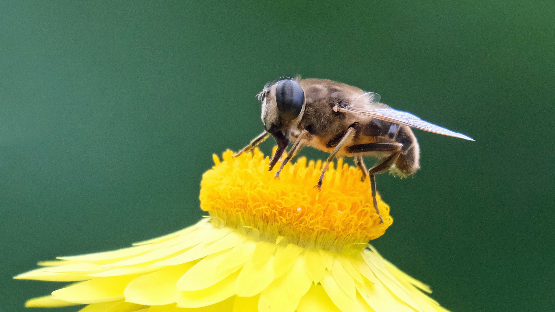 Schwebfliege auf Kornblume