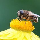 Schwebfliege auf Kornblume