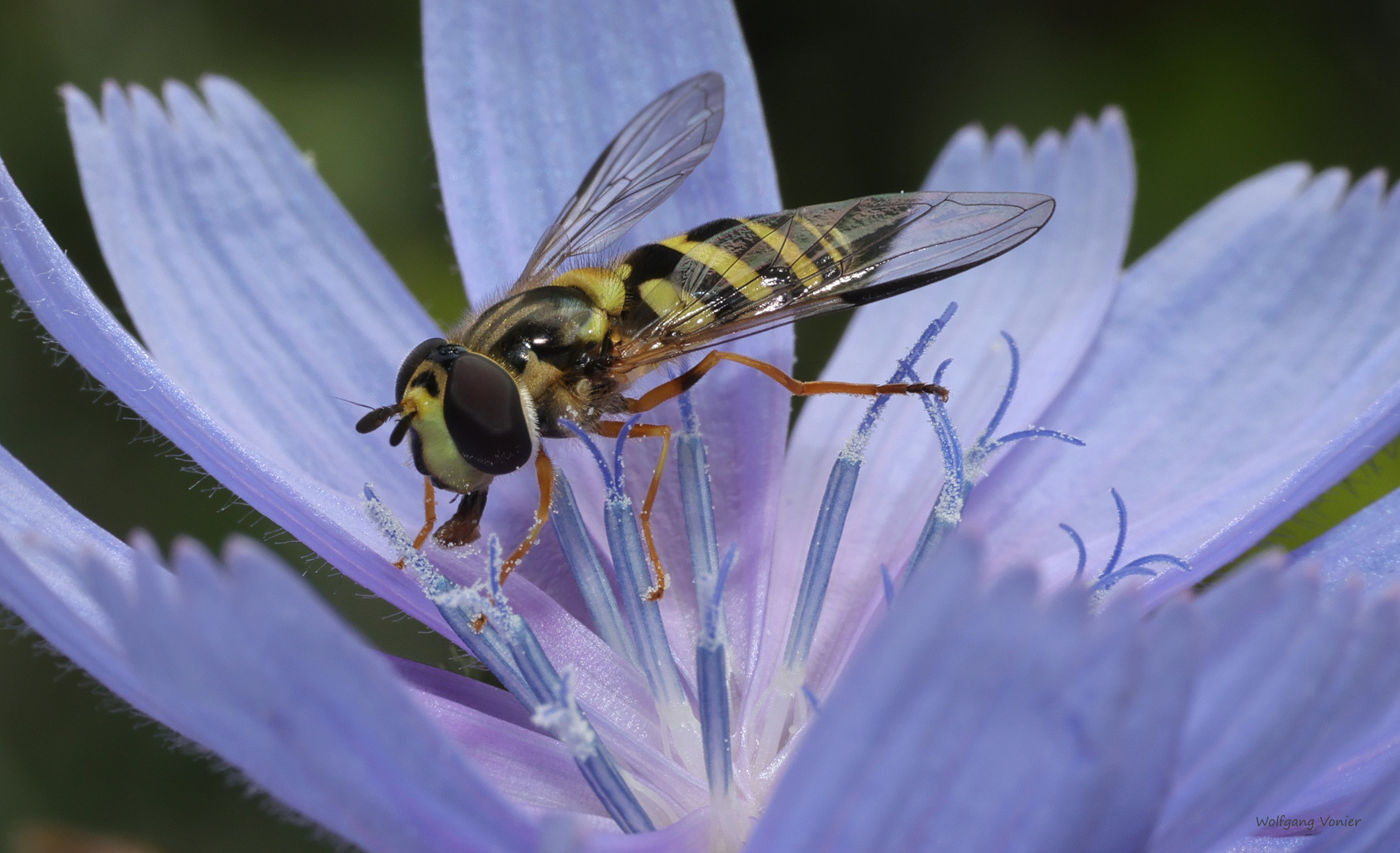 Schwebfliege auf Kornblume