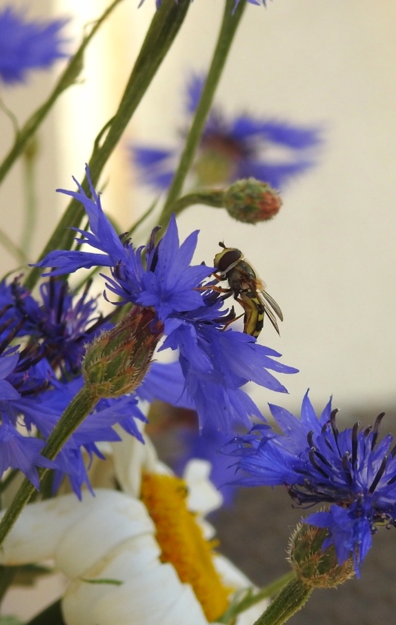 Schwebfliege auf Kornblume