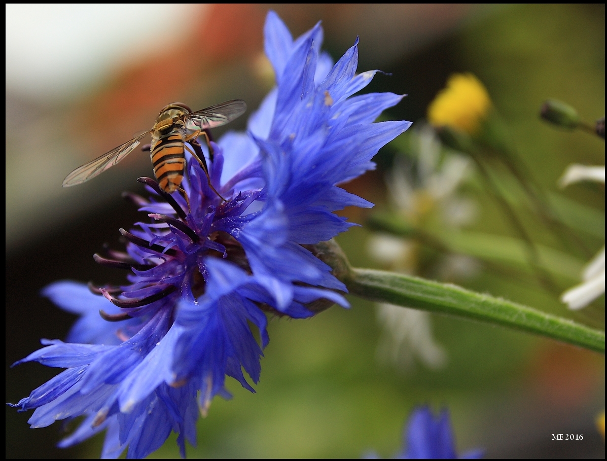 Schwebfliege auf Kornblume