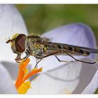 Schwebfliege auf Krokus - 2