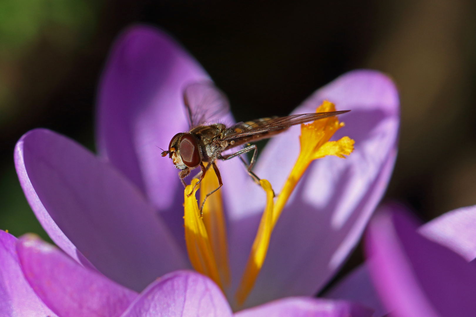 Schwebfliege auf Krokus