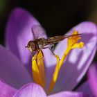 Schwebfliege auf Krokus