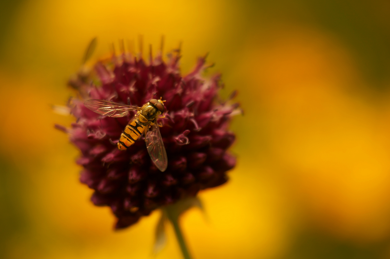 Schwebfliege auf Kugellauch