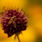 Schwebfliege auf Kugellauch